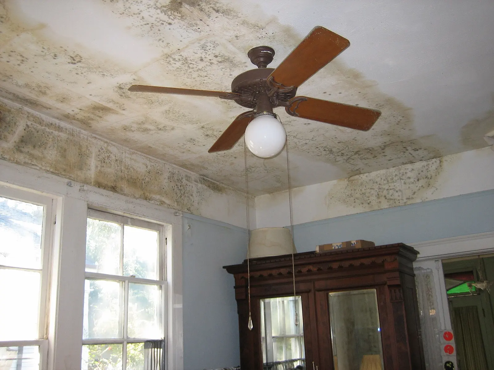 Mold across a ceiling around a ceiling fan. Shown on the Water intrusion page for Cape Coral, FL.